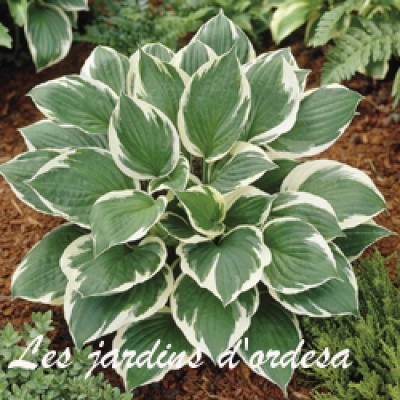 Hosta minute man